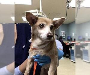 Chihuahua Dogs for adoption in Riverside, CA, USA