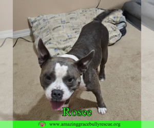 American Bulldog-Unknown Mix Dogs for adoption in Pensacola, FL, USA