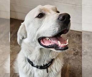Akbash-Great Pyrenees Mix Dogs for adoption in Missoula, MT, USA