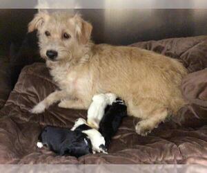 Mutt Dogs for adoption in Riverside, CA, USA