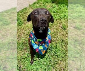 American Pit Bull Terrier-Unknown Mix Dogs for adoption in Tulsa, OK, USA