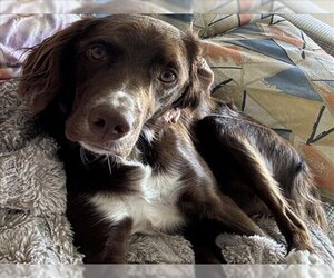 Labradinger Dogs for adoption in Ogden, UT, USA