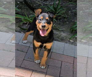 Mutt Dogs for adoption in San Juan Capistrano, CA, USA