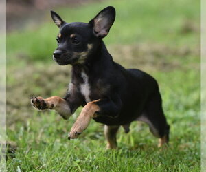 Chihuahua-Unknown Mix Dogs for adoption in Mechanicsburg, PA, USA