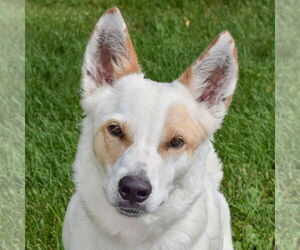 - Mix Dogs for adoption in Huntley, IL, USA