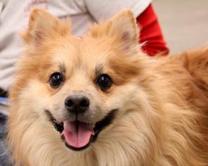 Pomeranian Dogs for adoption in Boston, MA, USA