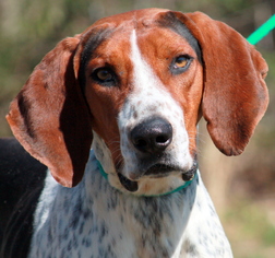 Treeing Walker Coonhound Dogs for adoption in Sparta, TN, USA