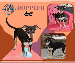 Dachshund-Unknown Mix Dogs for adoption in Lindsay, CA, USA