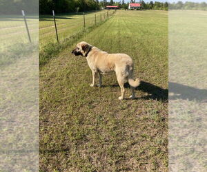 Anatolian Shepherd Dogs for adoption in Higley, AZ, USA