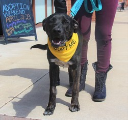 Boxador Dogs for adoption in Centreville, VA, USA