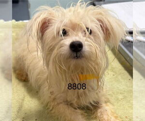 Maltipom Dogs for adoption in Chico, CA, USA