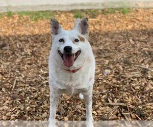Mutt Dogs for adoption in McKinleyville, CA, USA