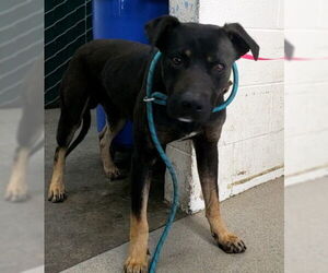 Rottweiler-Unknown Mix Dogs for adoption in San Bernardino, CA, USA