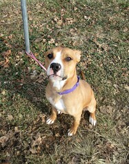 Bulloxer Dogs for adoption in Morton Grove, IL, USA
