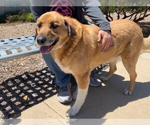 Labrador Retriever Dogs for adoption in Santa Cruz, CA, USA