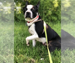 Boston Terrier Dogs for adoption in Landenberg, PA, USA