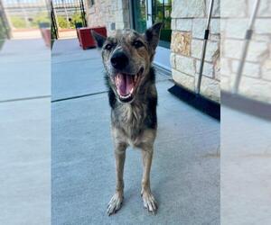 Catahoula Leopard Dog-Unknown Mix Dogs for adoption in Baytown, TX, USA