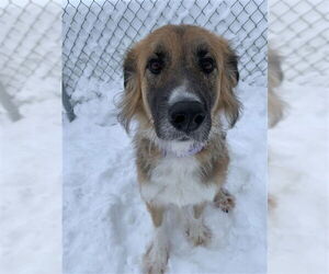 German Shepherd Dog-Great Pyrenees Mix Dogs for adoption in Fairbanks, AK, USA