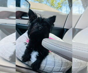 Mutt Dogs for adoption in Dana Point, CA, USA