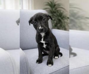 Labrador Retriever-Unknown Mix Dogs for adoption in Peoria, IL, USA