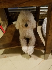 Poodle (Miniature) Dogs for adoption in McKinney, TX, USA