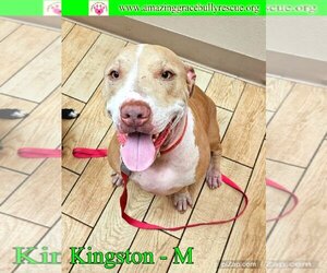 American Staffordshire Terrier-Unknown Mix Dogs for adoption in Pensacola, FL, USA