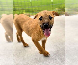 Australian Terrier-Unknown Mix Dogs for adoption in Green Forest, AR, USA