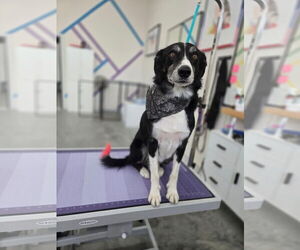 Border Collie-Unknown Mix Dogs for adoption in Belleuve, NE, USA