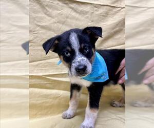 Box heeler Dogs for adoption in Tracy, CA, USA