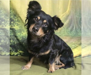 Chihuahua-Unknown Mix Dogs for adoption in Lakewood, CO, USA