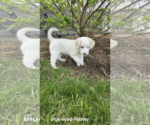 Great Pyrenees-Huskies Mix Dogs for adoption in Croydon, NH, USA