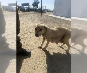 American Pit Bull Terrier Dogs for adoption in Bakersfield, CA, USA