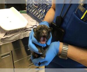 Mutt Dogs for adoption in Riverside, CA, USA