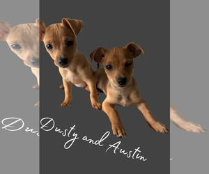 Chihuahua Dogs for adoption in The Woodlands, TX, USA