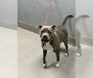 American Pit Bull Terrier-Unknown Mix Dogs for adoption in Las Vegas, NV, USA