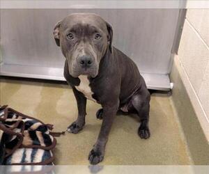 American Pit Bull Terrier-Unknown Mix Dogs for adoption in Moreno Valley, CA, USA
