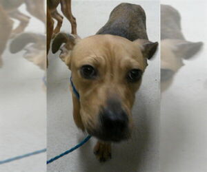 Mutt Dogs for adoption in Sanford, FL, USA