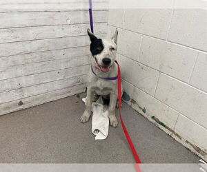 American Pit Bull Terrier-Unknown Mix Dogs for adoption in San Bernardino, CA, USA