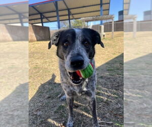 Labrador Retriever-Unknown Mix Dogs for adoption in Plano, TX, USA