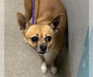 Chihuahua-Unknown Mix Dogs for adoption in Las Vegas, NV, USA