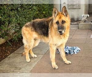 German Shepherd Dog Dogs for adoption in Pasadena, CA, USA
