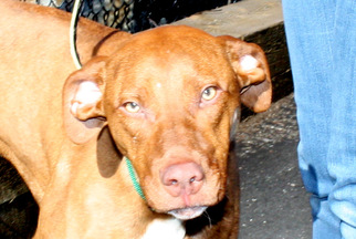 Medium Photo #1 Labrador Retriever-Unknown Mix Puppy For Sale in Salem, MA, USA