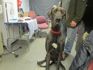Great Dane Dogs for adoption in Richmond, IN, USA