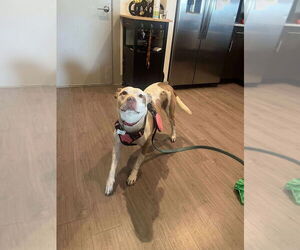 Staffordshire Bull Terrier Dogs for adoption in FRAMINGHAM, MA, USA