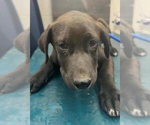 American Bulldog-Unknown Mix Dogs for adoption in Mobile, AL, USA