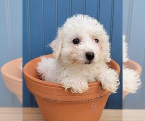 Bichon Frise Dogs for adoption in Lakewood, CO, USA