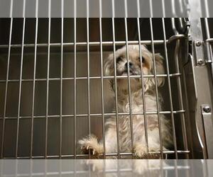 Shih Tzu Dogs for adoption in Decatur, IL, USA