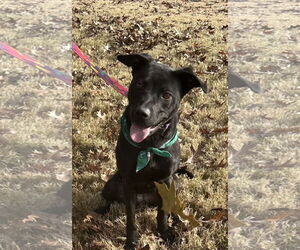 Retriever -Unknown Mix Dogs for adoption in Munford, TN, USA