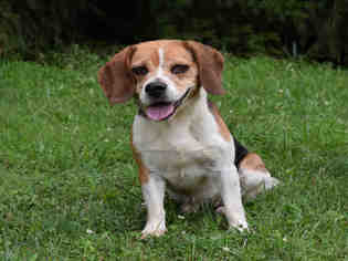 Medium Photo #1 Beagle Puppy For Sale in Westminster, MD, USA