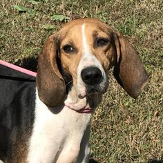 Treeing Walker Coonhound Dogs for adoption in Bauxite, AR, USA